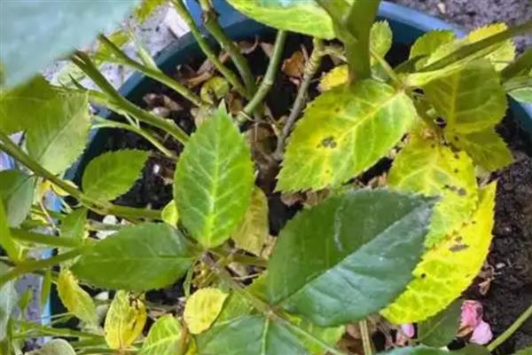 水生花卉的常见品种，常见的有花菖蒲、碗莲等