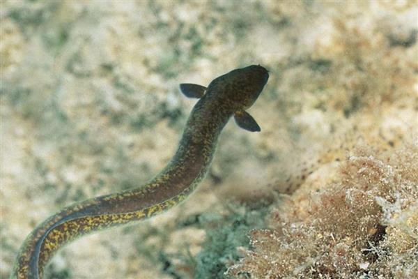 长江里常见的鱼有多少种,一共有350多种鱼儿