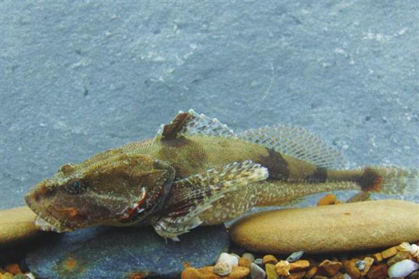 长江里常见的鱼有多少种,一共有350多种鱼儿