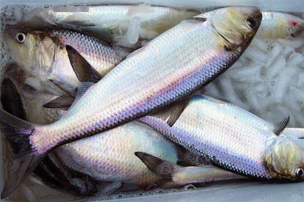 长江里常见的鱼有多少种,一共有350多种鱼儿