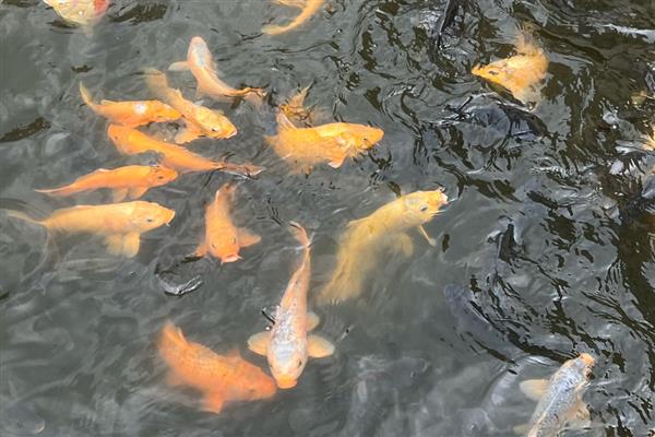 长江里常见的鱼有多少种,一共有350多种鱼儿