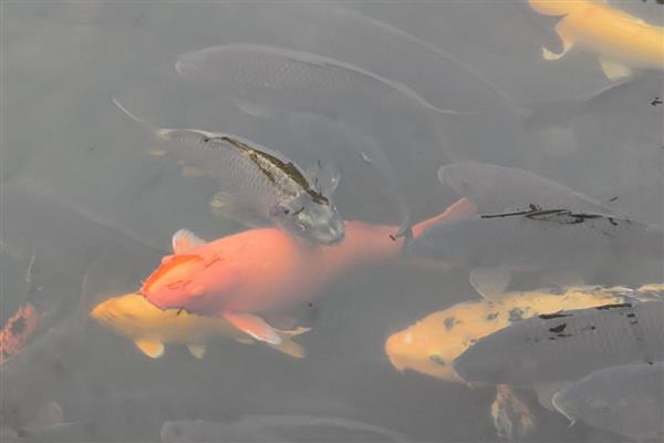 长江里常见的鱼有多少种,一共有350多种鱼儿