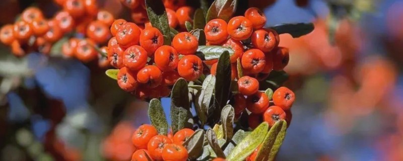 火棘不结果怎么处理，可进行疏蕾处理