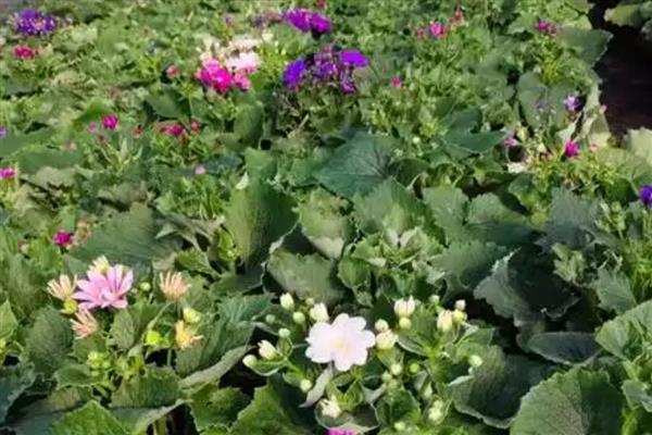 瓜叶菊有什么特点，养殖时保持土壤微湿即可