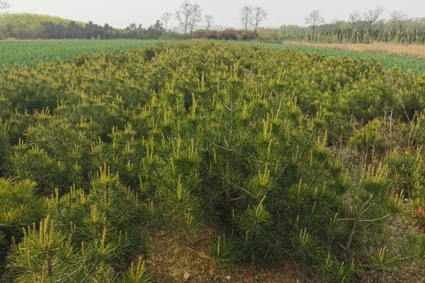 白皮松有什么特点，高可达30米