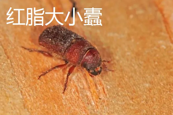白皮松有什么特点，高可达30米