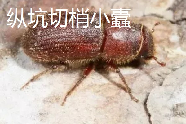 白皮松有什么特点，高可达30米