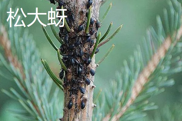 白皮松有什么特点，高可达30米