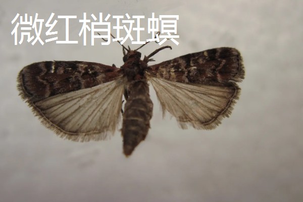 白皮松有什么特点，高可达30米