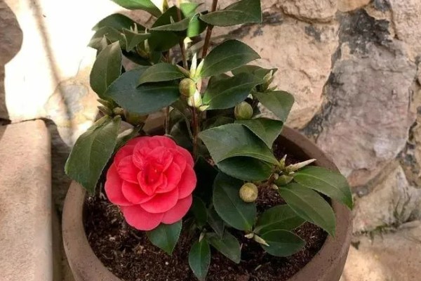 茶花掉叶严重如何解决，缺少养分时要施肥或更换肥土