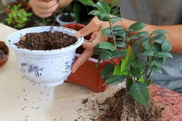 茶花掉叶严重如何解决，缺少养分时要施肥或更换肥土