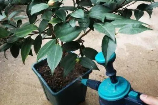 茶花掉叶严重如何解决，缺少养分时要施肥或更换肥土