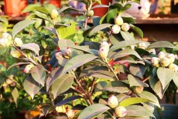 茶花掉叶严重如何解决，缺少养分时要施肥或更换肥土
