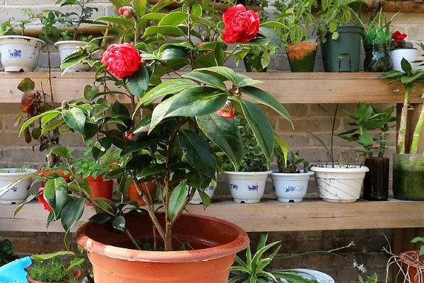 茶花掉叶严重如何解决，缺少养分时要施肥或更换肥土