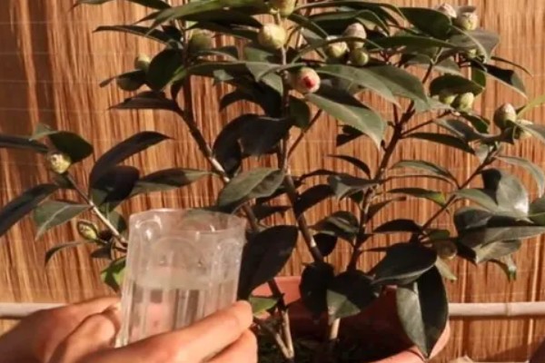 茶花掉叶严重如何解决，缺少养分时要施肥或更换肥土