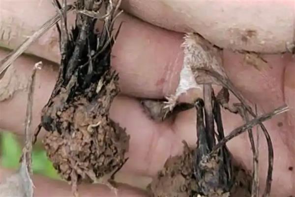苍术的病虫防治方法,常见的有根腐病、蚜虫等