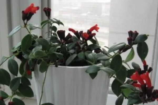 芒毛苣苔如何养殖，以微酸性土壤养殖为主