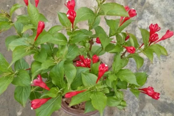 芒毛苣苔如何养殖，以微酸性土壤养殖为主