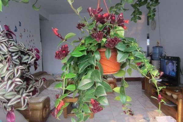 芒毛苣苔如何养殖，以微酸性土壤养殖为主