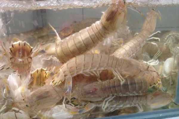 皮皮虾能人工养殖吗，皮皮虾可以人工养殖