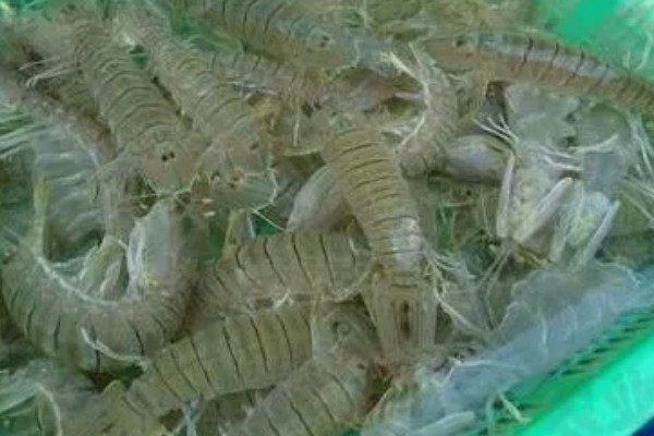 皮皮虾能人工养殖吗，皮皮虾可以人工养殖