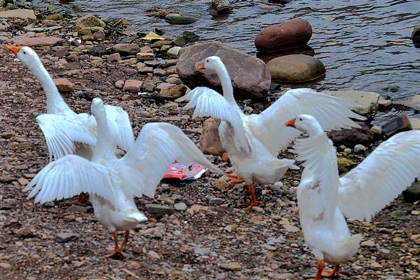 鹅的寿命，一般可存活30年左右