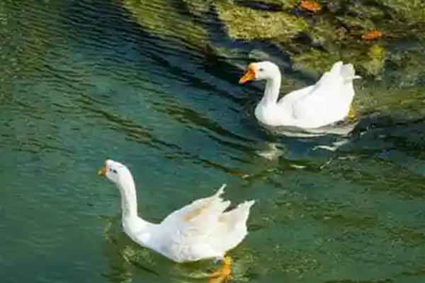 鹅的寿命，一般可存活30年左右