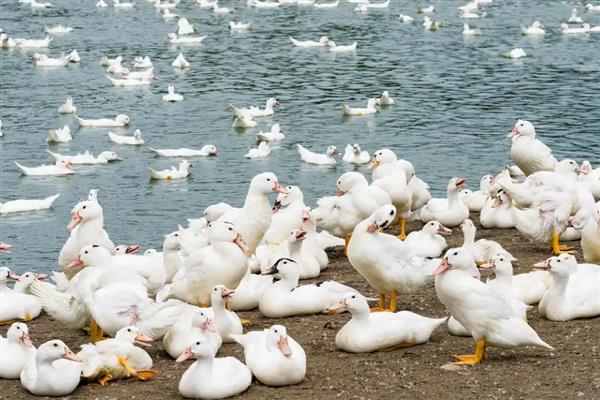 鹅的寿命，一般可存活30年左右