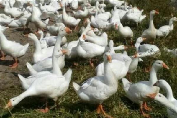 鹅的寿命，一般可存活30年左右