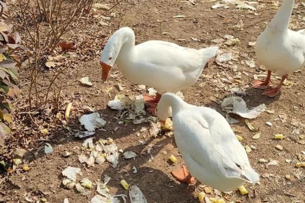 鹅的寿命，一般可存活30年左右