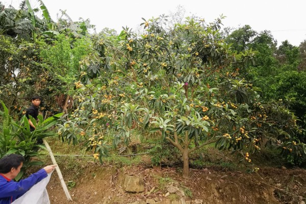 种植枇杷的方法，肥料以腐熟的农家肥为主