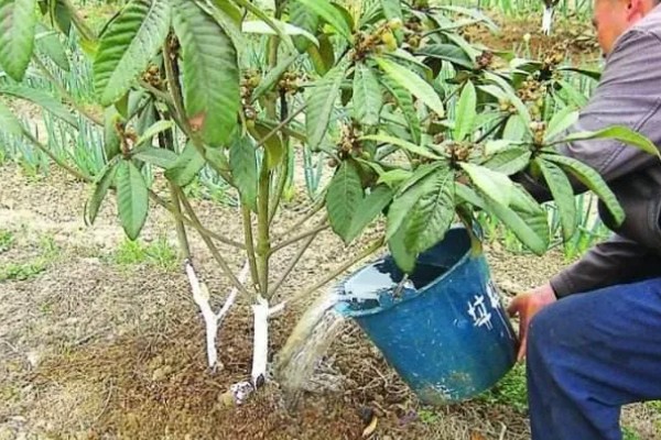 种植枇杷的方法，肥料以腐熟的农家肥为主