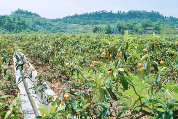 种植枇杷的方法，肥料以腐熟的农家肥为主