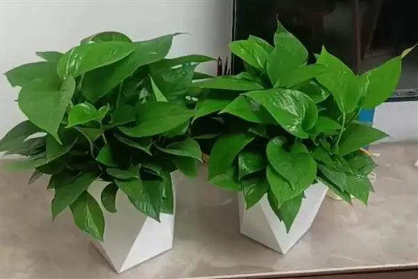 冬天绿萝几天浇一次水，通常每隔7天浇水一次