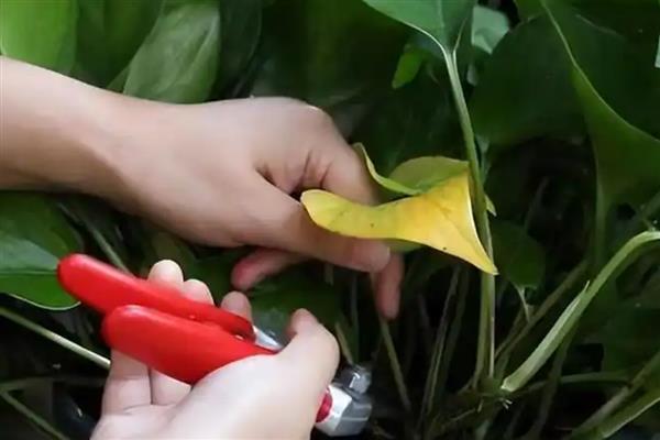 冬天绿萝几天浇一次水，通常每隔7天浇水一次