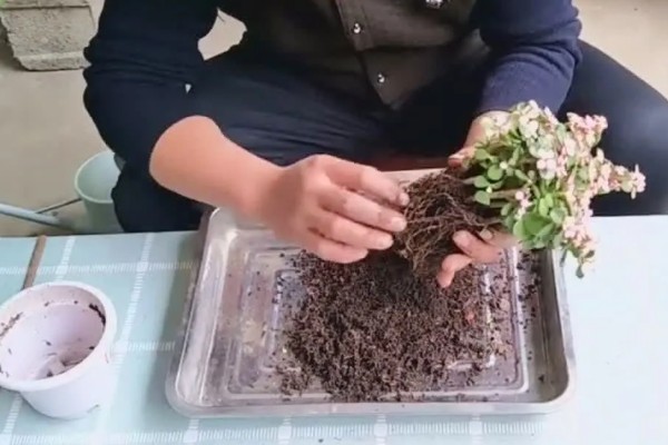 金枝玉叶冬天怎么养，温度控制在10-25℃
