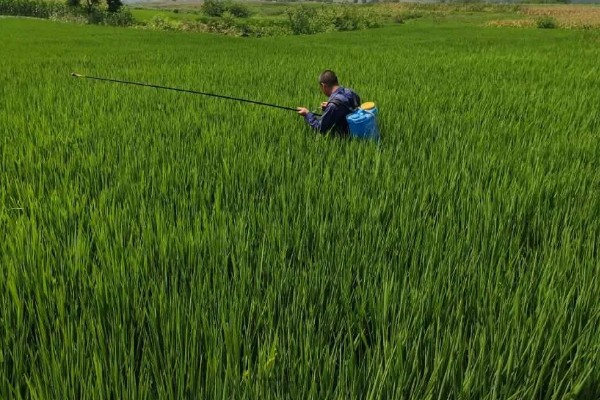 谷子地可以使用什么除草剂，扑乙悬浮剂可防治牛筋草、马齿苋等各种杂草