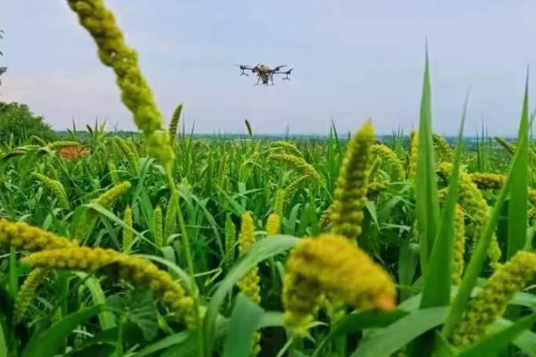 谷子地可以使用什么除草剂，扑乙悬浮剂可防治牛筋草、马齿苋等各种杂草