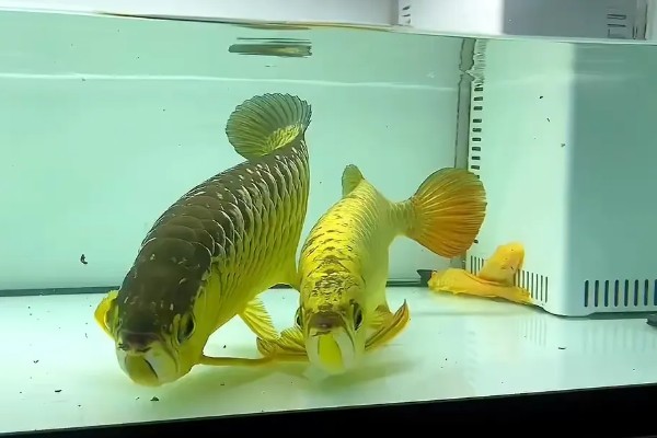 龙鱼如何繁殖，先提前进行配对