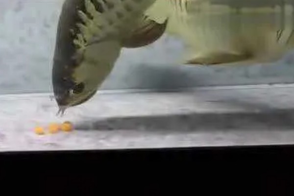 龙鱼如何繁殖，先提前进行配对