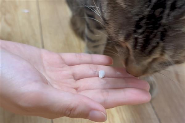 猫咪打完疫苗多久能驱虫，通常建议7天后再做体内驱虫