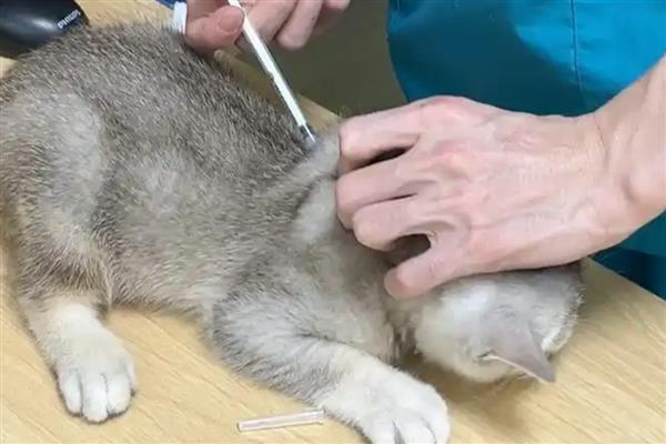 猫咪打完疫苗多久能驱虫，通常建议7天后再做体内驱虫