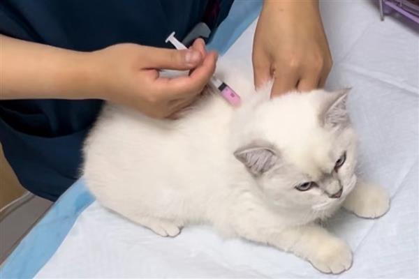 猫咪打完疫苗多久能驱虫，通常建议7天后再做体内驱虫