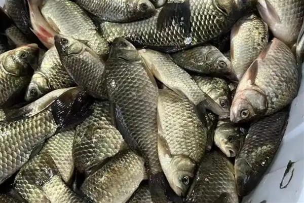 红虫粉的适钓鱼种,鲫鱼、鲤鱼、鲴鱼等品种皆可垂钓