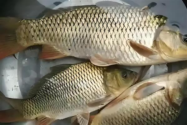 红虫粉的适钓鱼种,鲫鱼、鲤鱼、鲴鱼等品种皆可垂钓