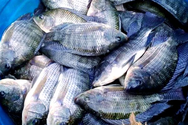 红虫粉的适钓鱼种,鲫鱼、鲤鱼、鲴鱼等品种皆可垂钓