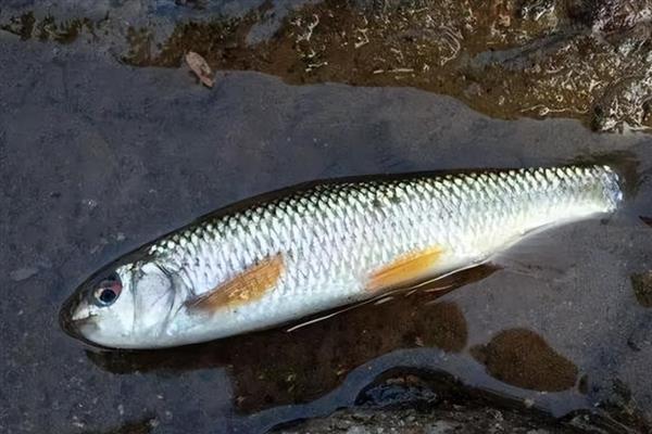 红虫粉的适钓鱼种,鲫鱼、鲤鱼、鲴鱼等品种皆可垂钓