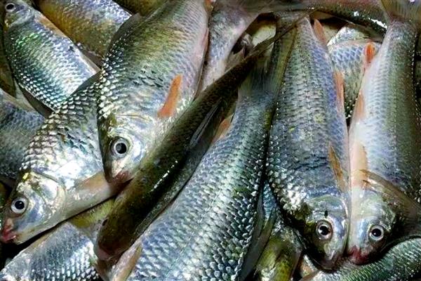 红虫粉的适钓鱼种,鲫鱼、鲤鱼、鲴鱼等品种皆可垂钓