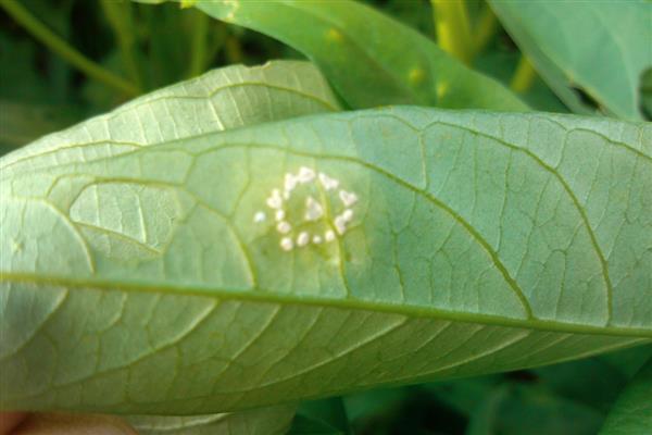 油菜病害的防治方法，常见的有霜霉病、白锈病等