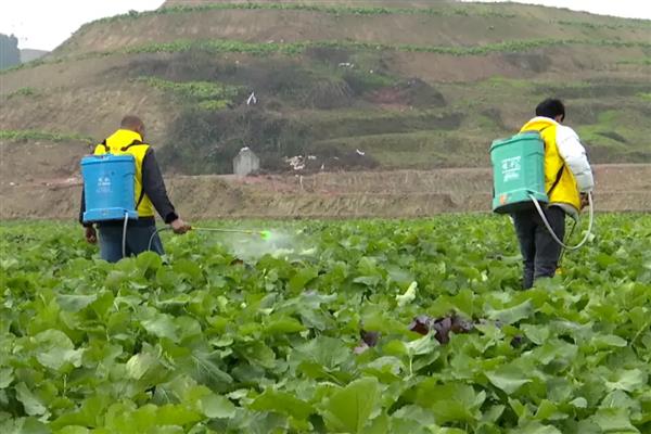 油菜病害的防治方法，常见的有霜霉病、白锈病等